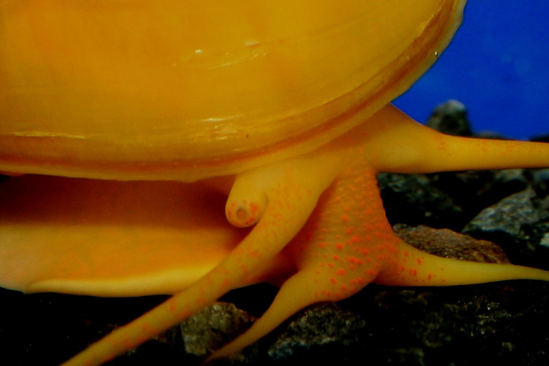 Pomacea-diffusa-Dorado-detalle1.jpg