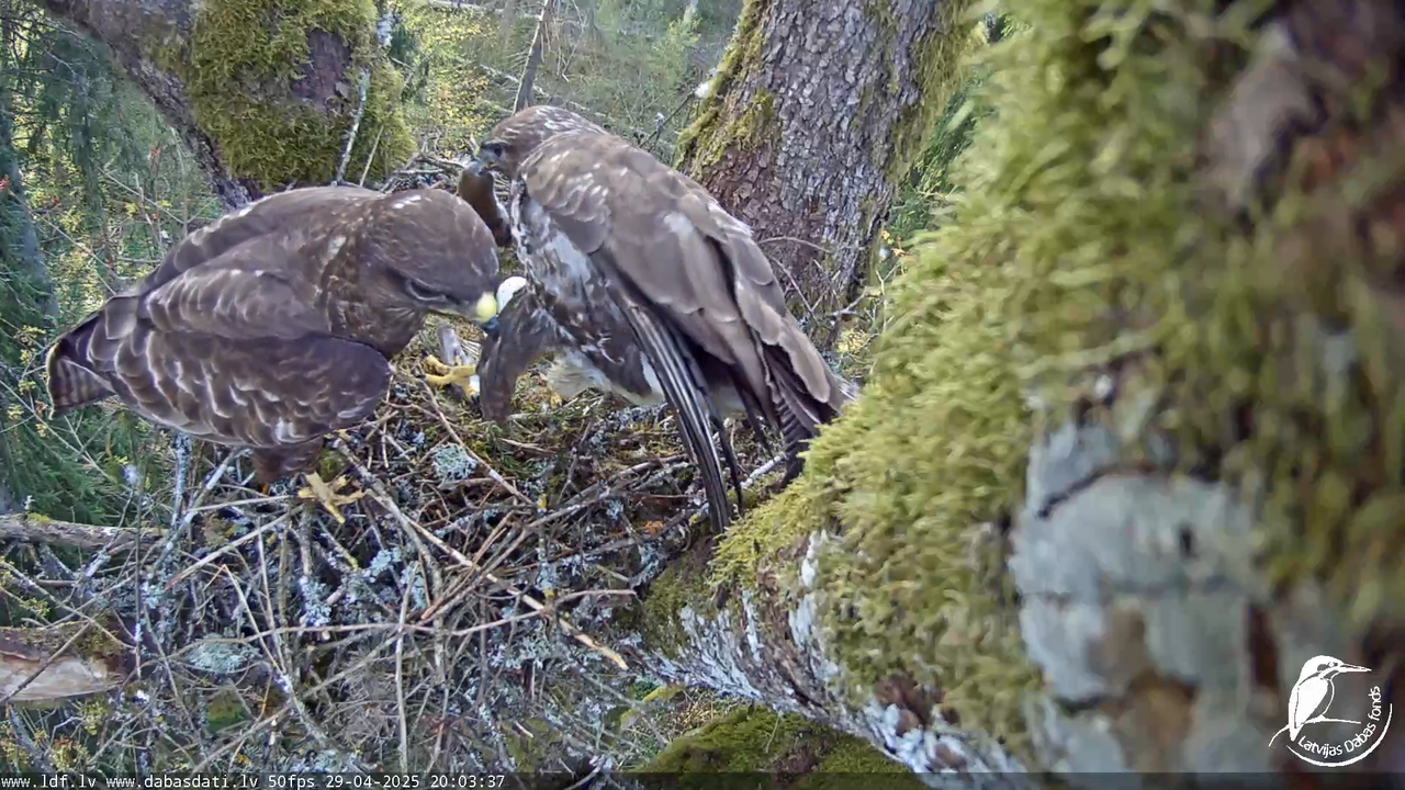 Melnās klijas (Milvus migrans) Kurzemē_ peļu klijāni (Buteo buteo) 15-23-31 screenshot