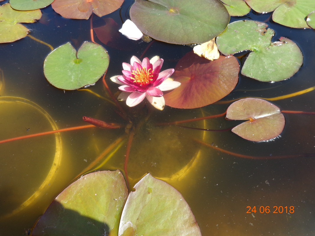 нимфея роз 1