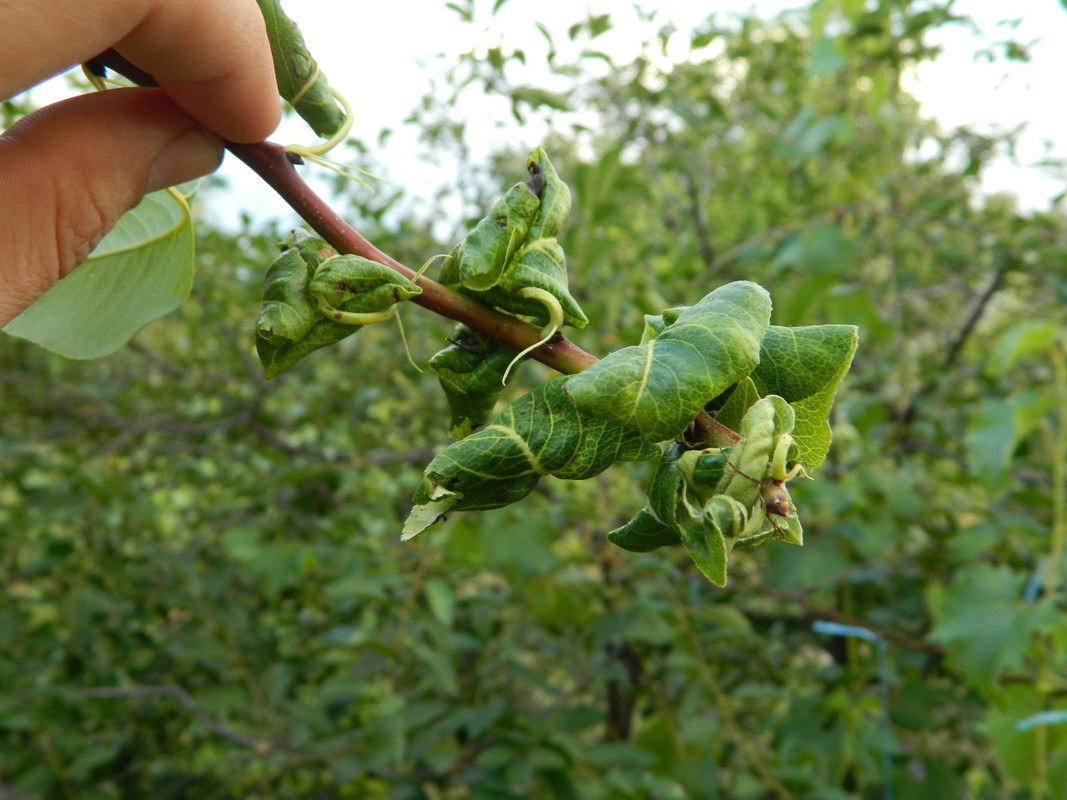 03_вредитель