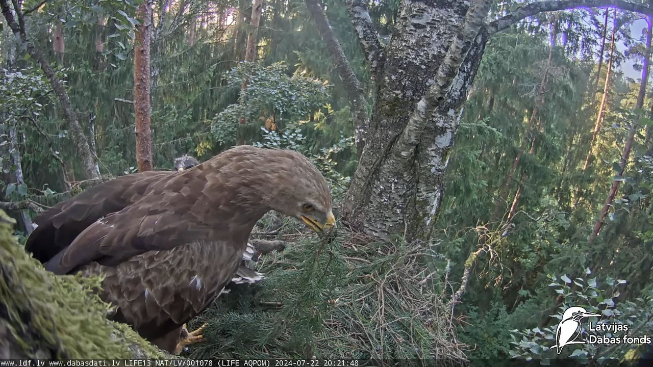 Mazais ērglis (Clanga pomarina), ligzda bērzā - LDF tiešraide 16-23-9 screenshot