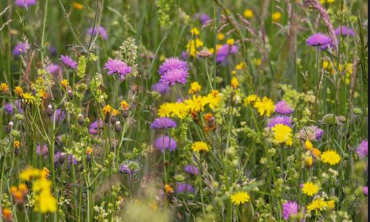 Drakensberg-flowers.png