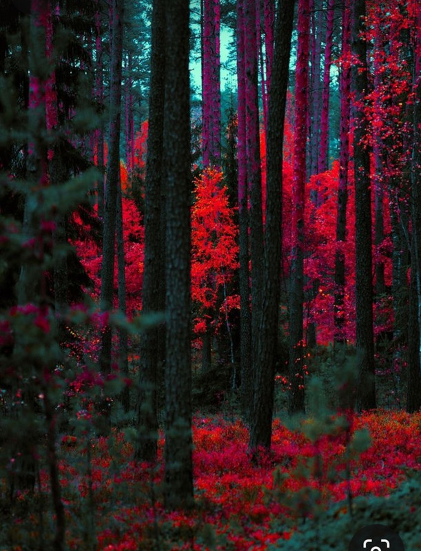 Screenshot_20231220_110223_Pinterest