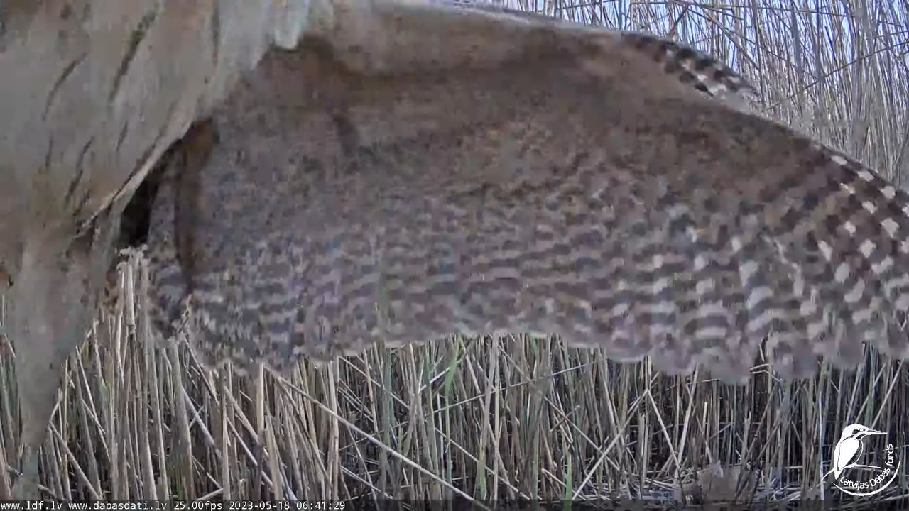 Lielais dumpis (Botaurus stellaris) Engurē - LDF tiešraide 10-9-34 screenshot