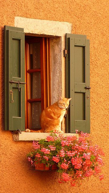 orangewallcat.jpg