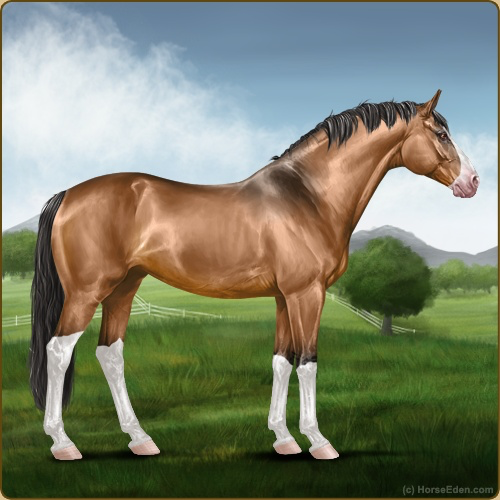 Horse Eden - Online Horse Game