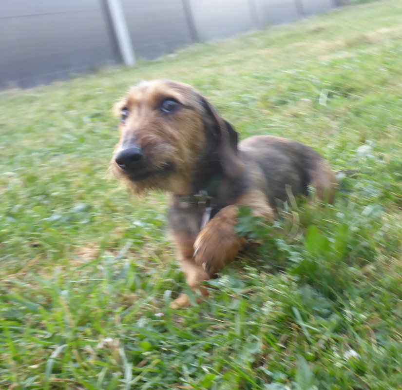 [Image: P1030252.jpg]