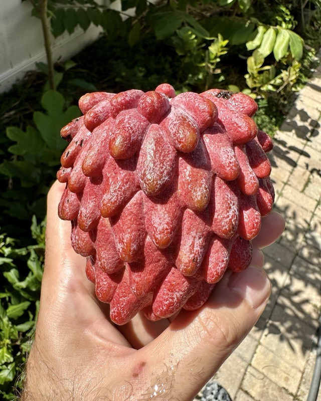 fruit