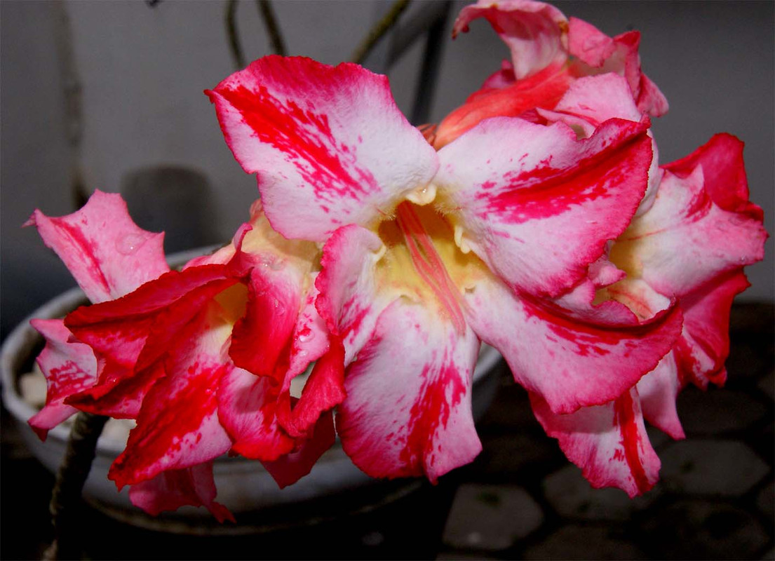 harry-potter-adenium-flower.jpg