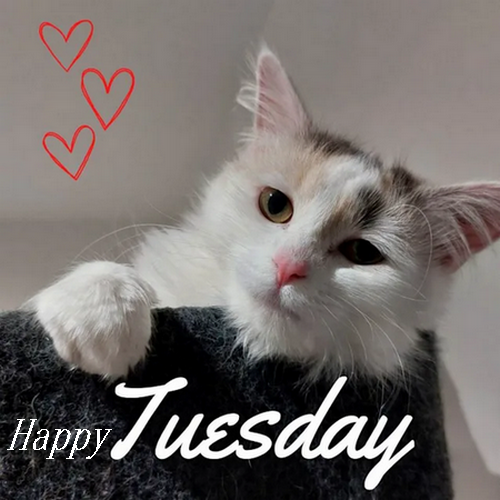 TUESDAY-mardi-23