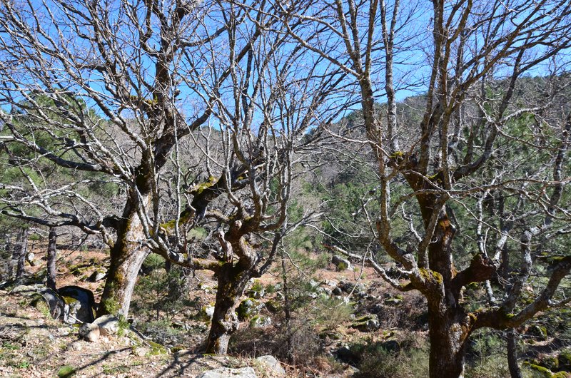 RUTA EMBALSE DEL HORCAJO Y GARGANTAS DEL VALLE DEL TIETAR-20-2-2016-AVILA - Paseando por España-1991/2016 (21)