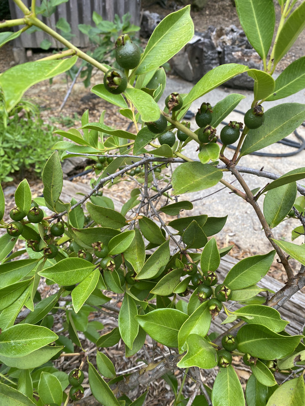 62A2D6A7-48F7-4022-90E3-D51C8059FE5E