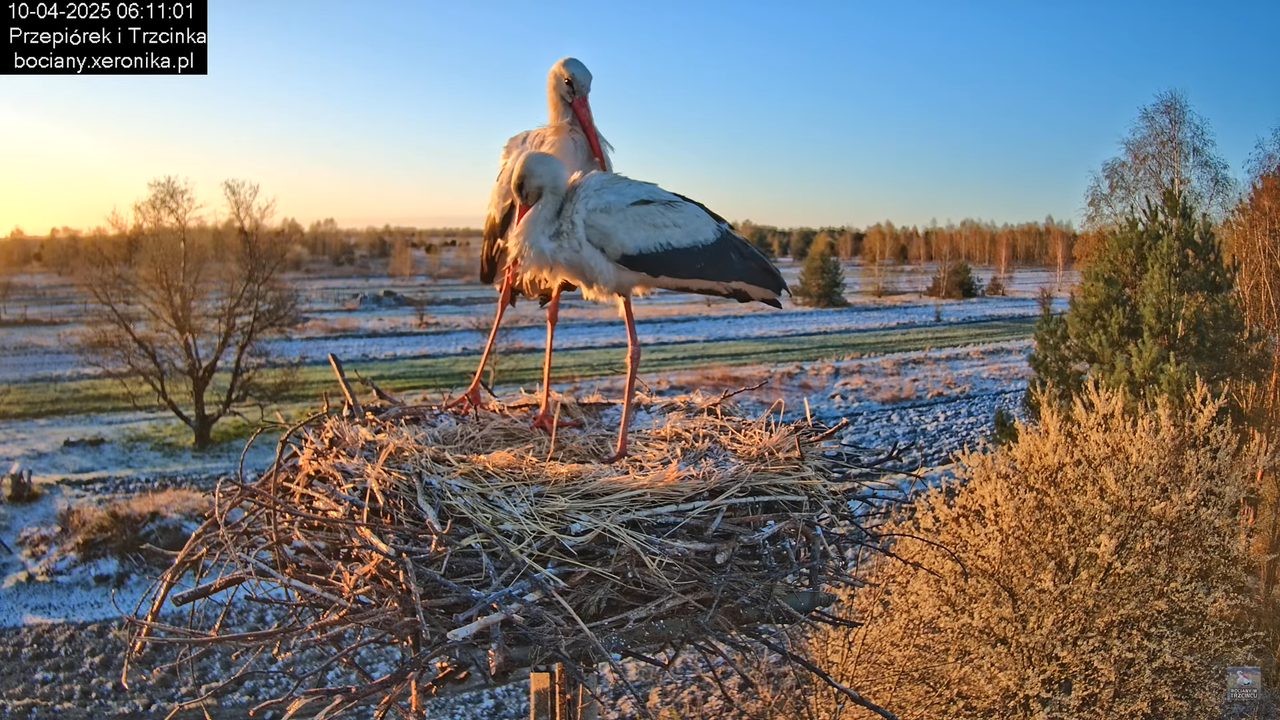 10042025bociany (4)
