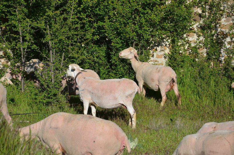 BRETUN-25-5-2013 - Soria y sus pueblos-2010/2013/2020 (48)