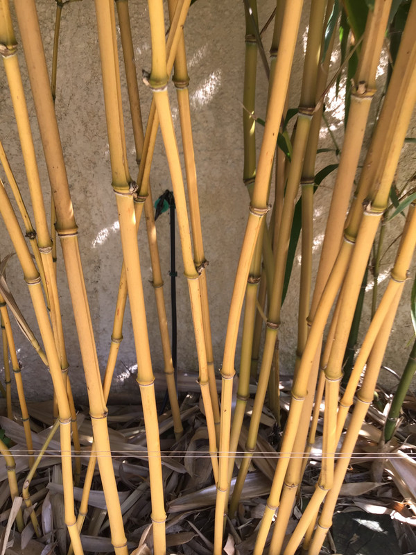 EAC874FC-64BE-4F1F-A196-5196F58183A0