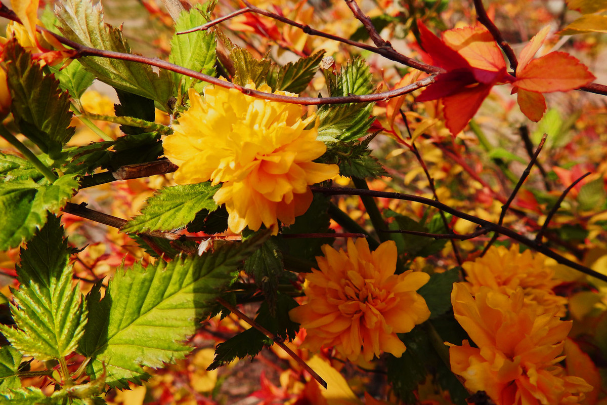 DSCN4624  16.04.20 żółtek