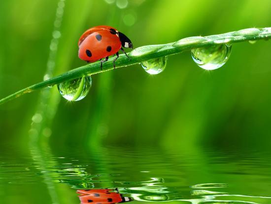 fresh-morning-dew-and-ladybird-u-l-q1033ut0.jpg