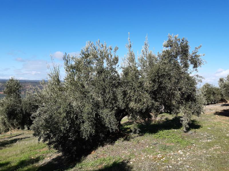 Seguimiento evolutivo/productividad parcela de secano en calar (Jaén) 2019_20