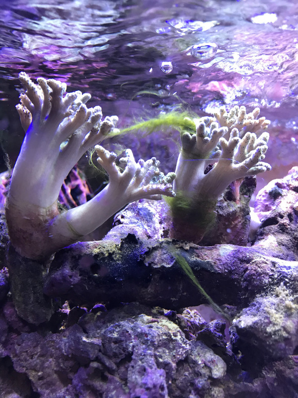 FAB513F0-37F8-4B0A-9BDC-A69BA91B530B