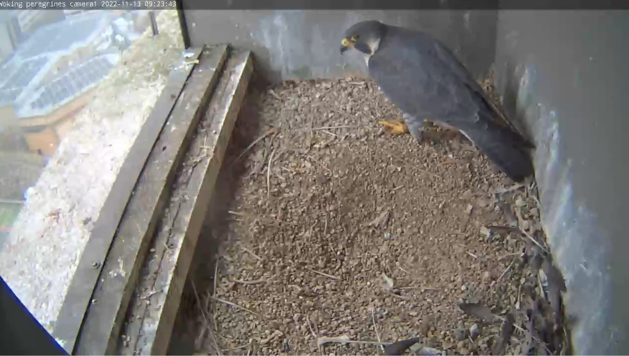 Woking Peregrines, Export House - Pagina 4 2022-11-13-100659