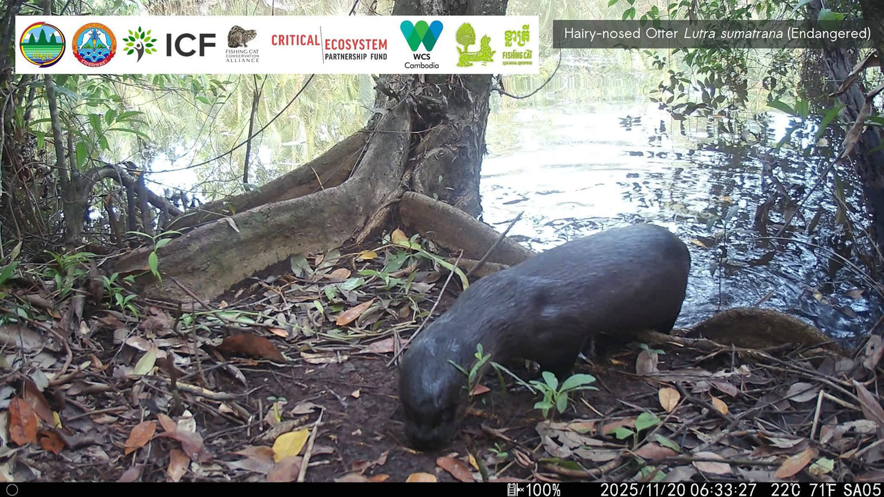 koh kong camera traps endangered species cambodia news 2026 435434