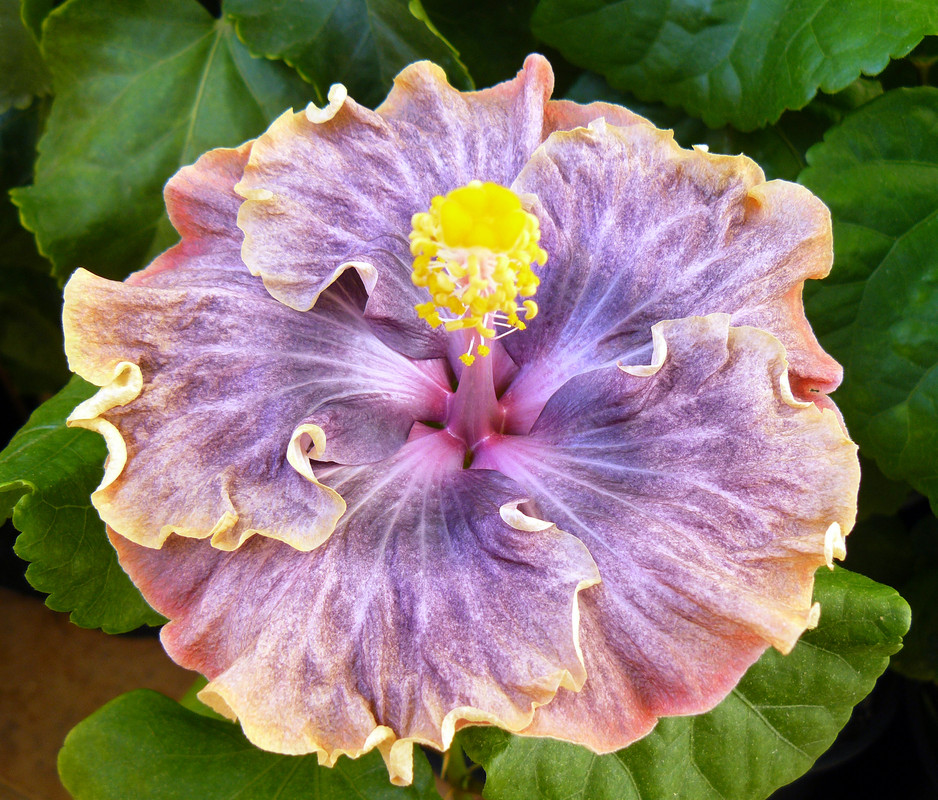 HVH Thunderhead x RK Black Pearl 8 , 24 9 2022 first bloom — Postimages