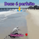 tartarugavoando-deus-perfeito.gif