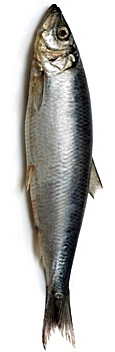 herring