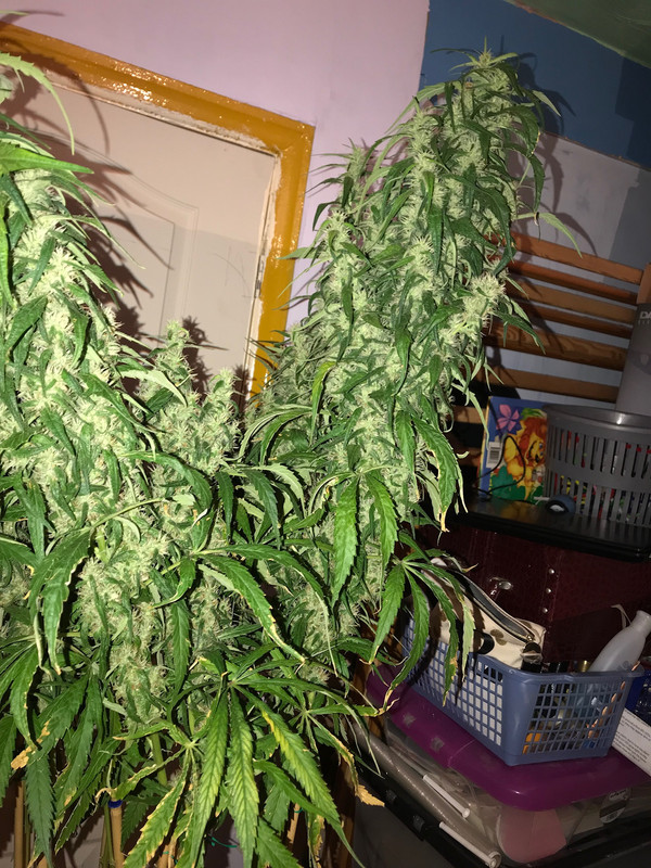 D5E386C8-F4F6-4B97-8383-5D35F4402F1B