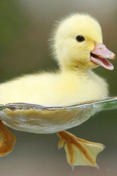 9e9f83eeae8c4ed6954344a058d67512-keep-swimming-cute-ducklings.jpg