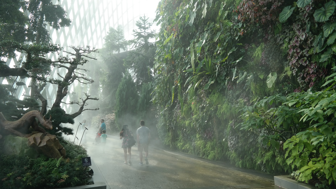 Cloud Forest 09