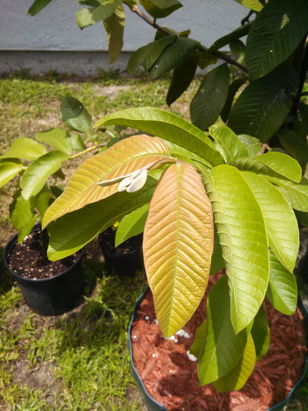 Red Guava Leave