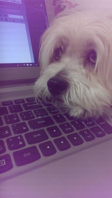 volghan hosseini (113)