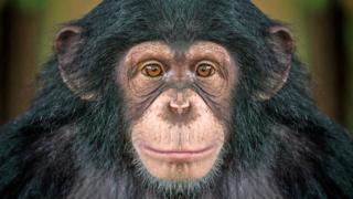 _107899600_chimp1