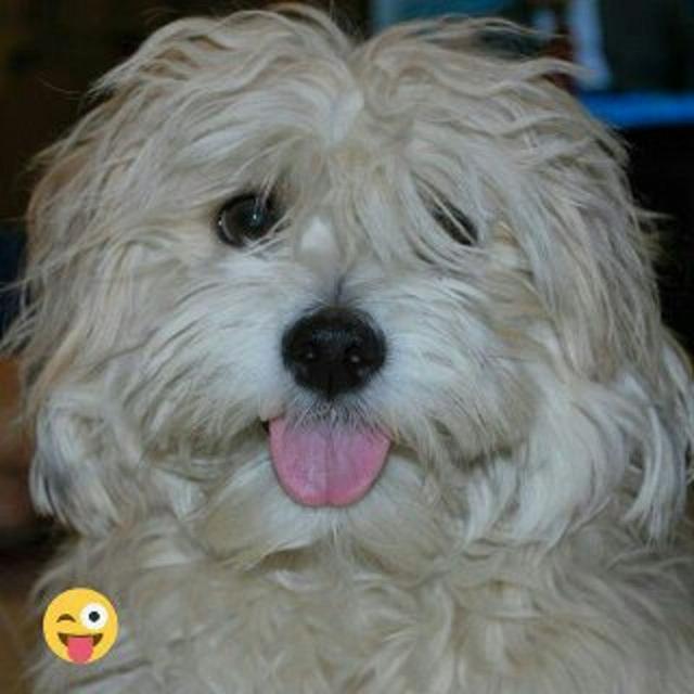 volghan hosseini (14)