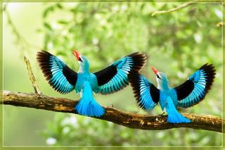 Thơ họa Nguyễn Thành Sáng & Tam Muội (688) Birds-Kingfisher-pair-by-hvhe1-on-Flickr