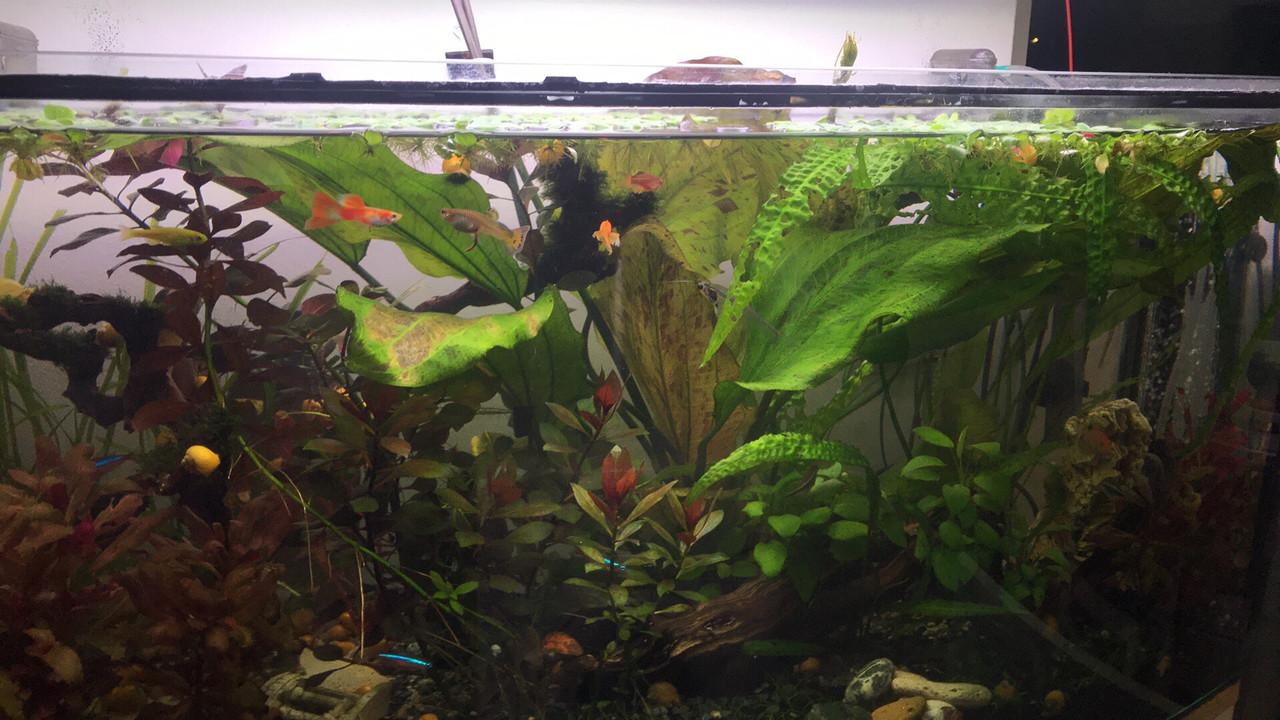 FA064A0A-CCC1-419A-9237-5915954894AF