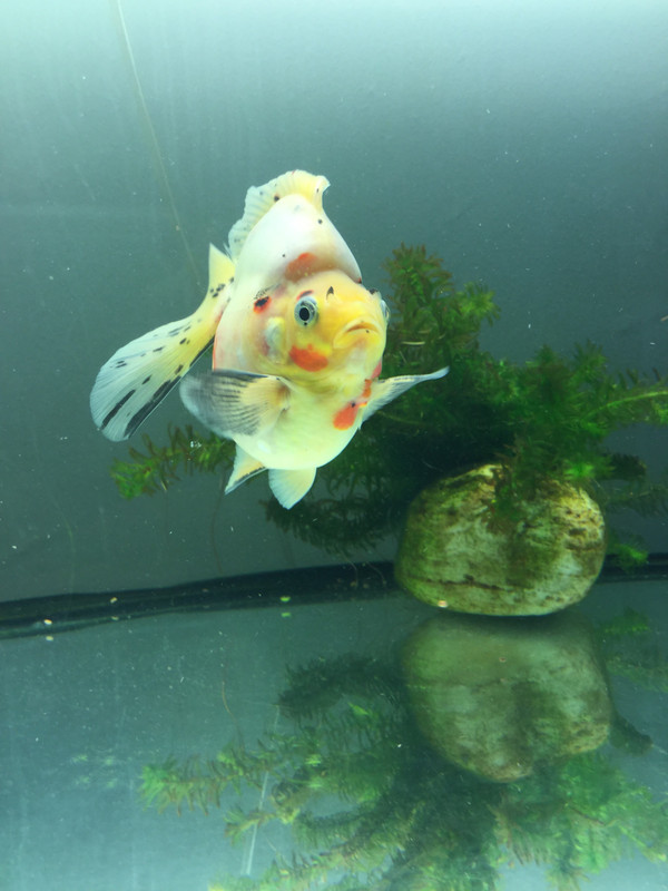 8C77BB3B-8D78-4CC4-A37D-F42C341D6BD5