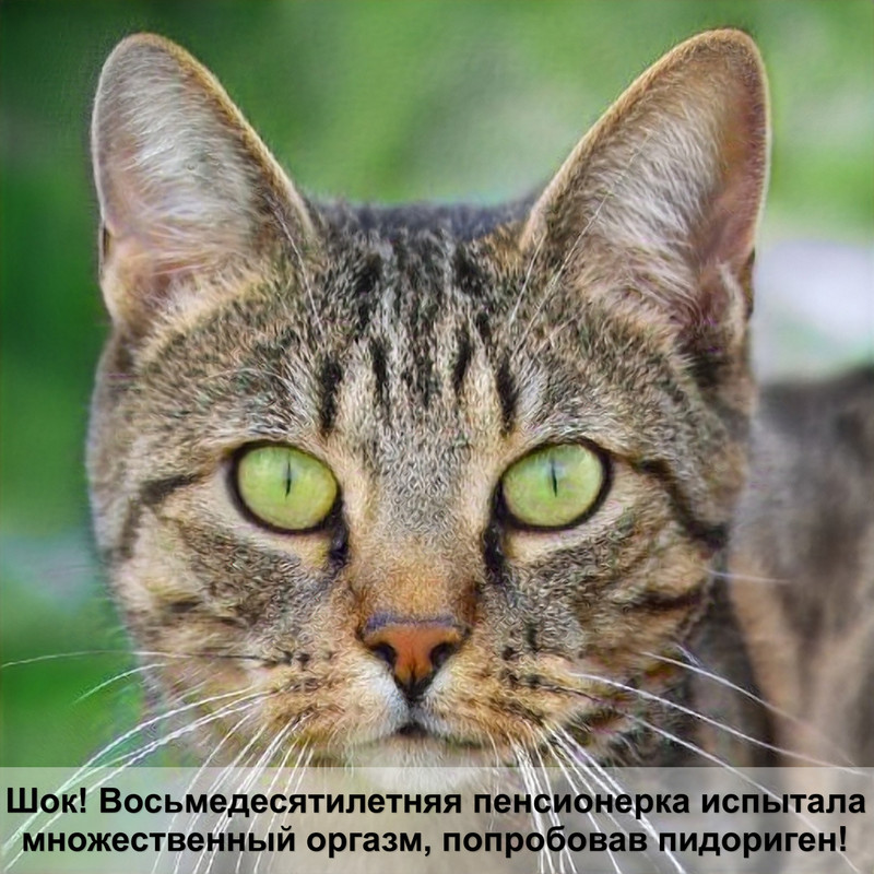 окрас кошек на серебре