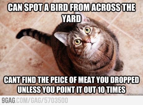 Cat Humor #8