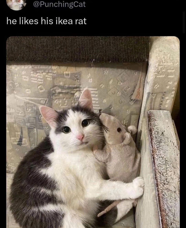 cat-47559e486ef7765b273b017e4a9d7a0e-c5cf107d-1280.jpg