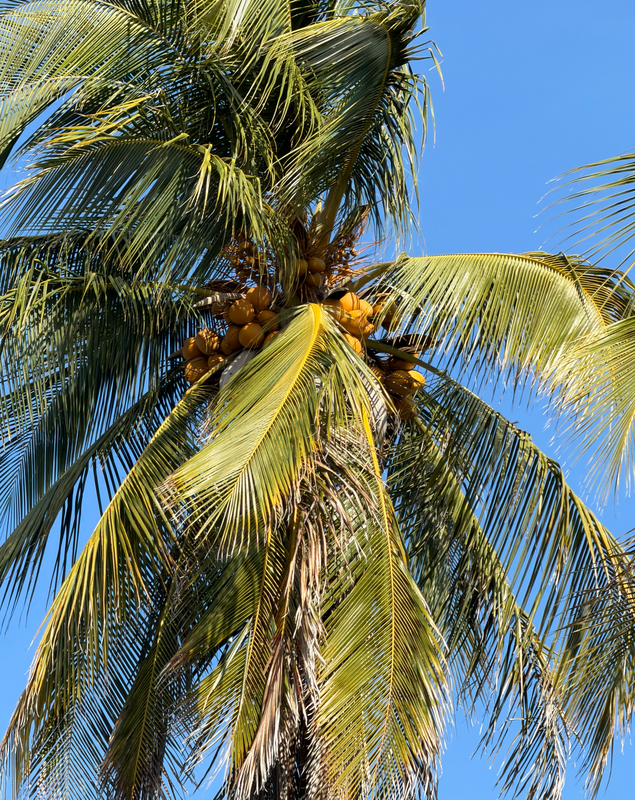 [Image: coconuttree2.png]