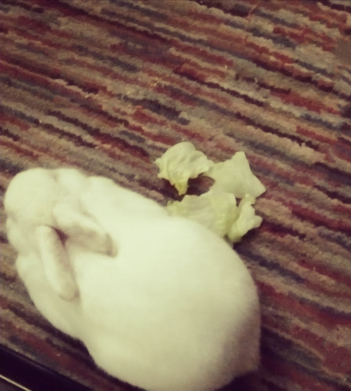 IMG_٢٠٢١٠٦٠٨_١٧٥٢٠٨