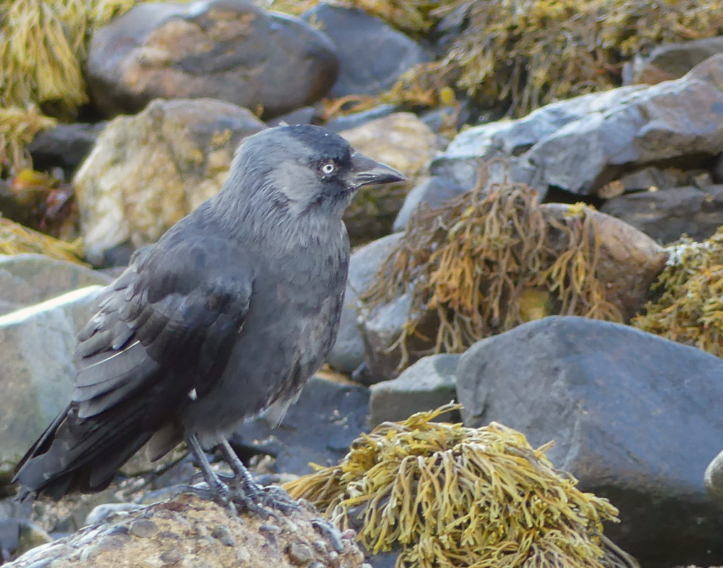 JACKDAW 1
