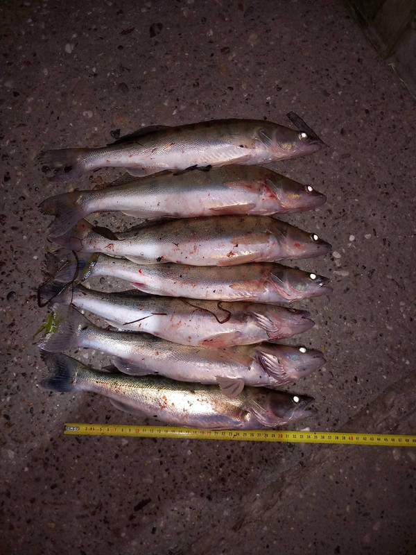 Fotografija 7 smuđeva ispod minimalne dozvoljene mere