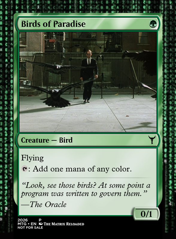 Birds of Paradise