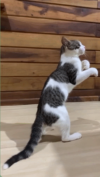007.gif