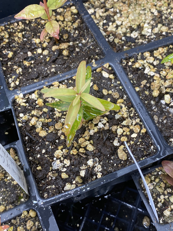 IMG_6037