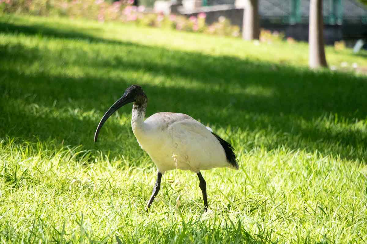 White ibis