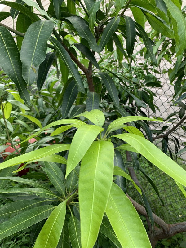 Taxonomy visual data 5